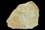 Silurian Starfish (Australaster) Fossil - Australia #155932-1